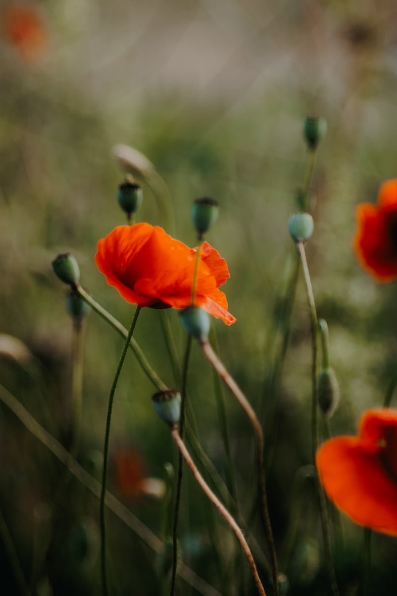 A bunch of red flowers that are in the grass