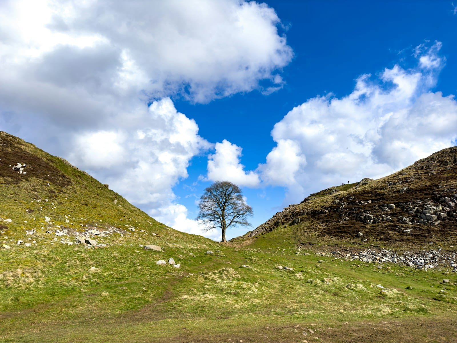 a lone tree in the middle of a grassy field