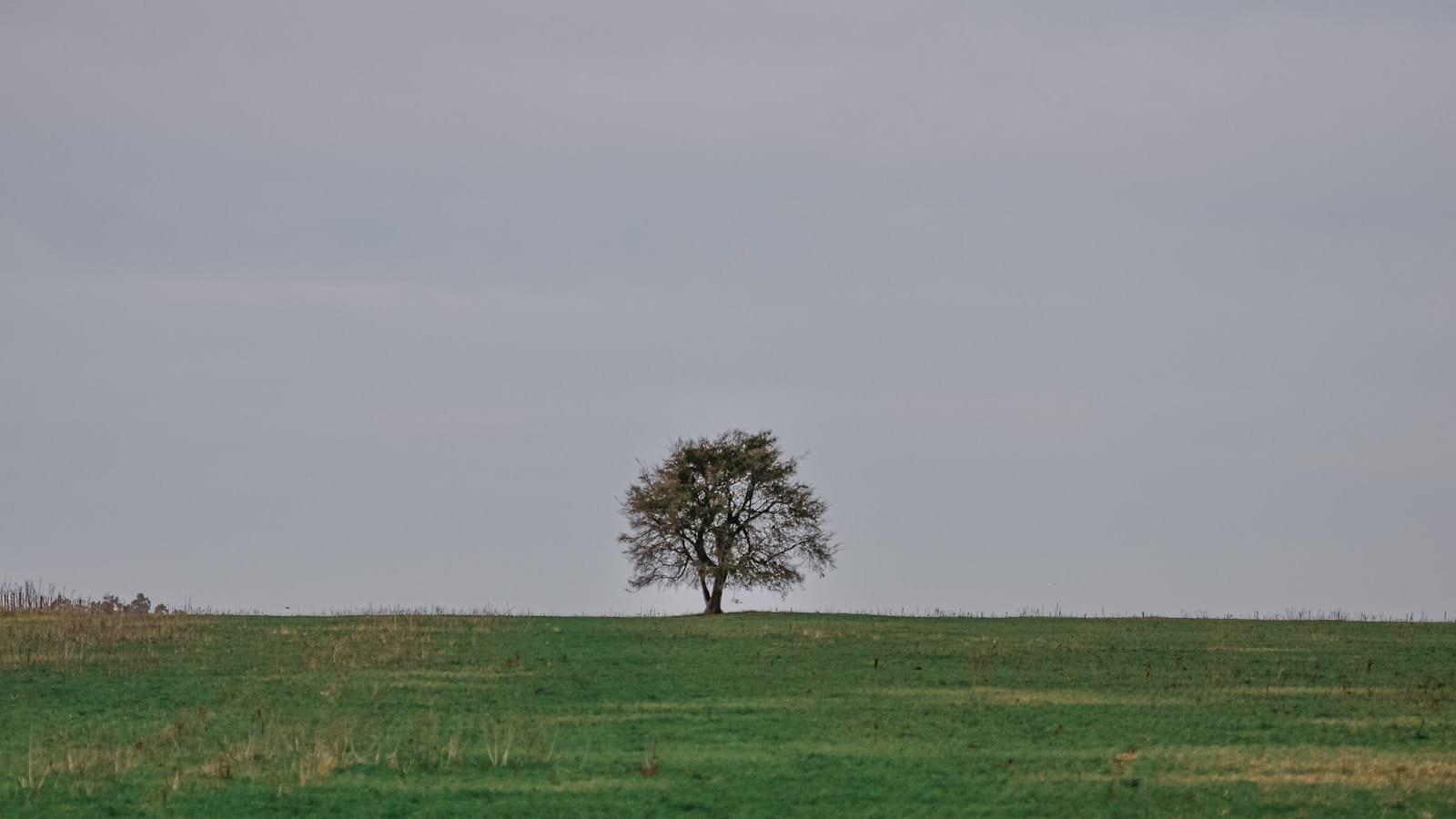 green grass field with tree during daytime