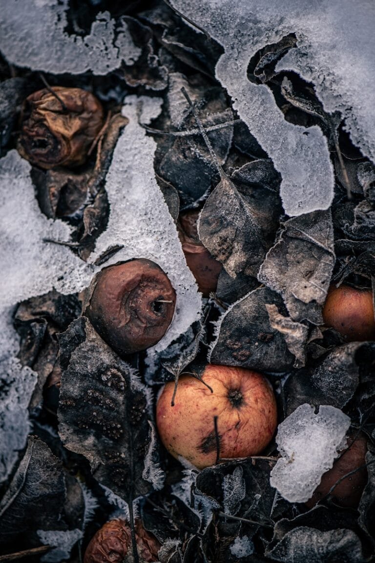 A group of apples sitting on top of a pile of ice